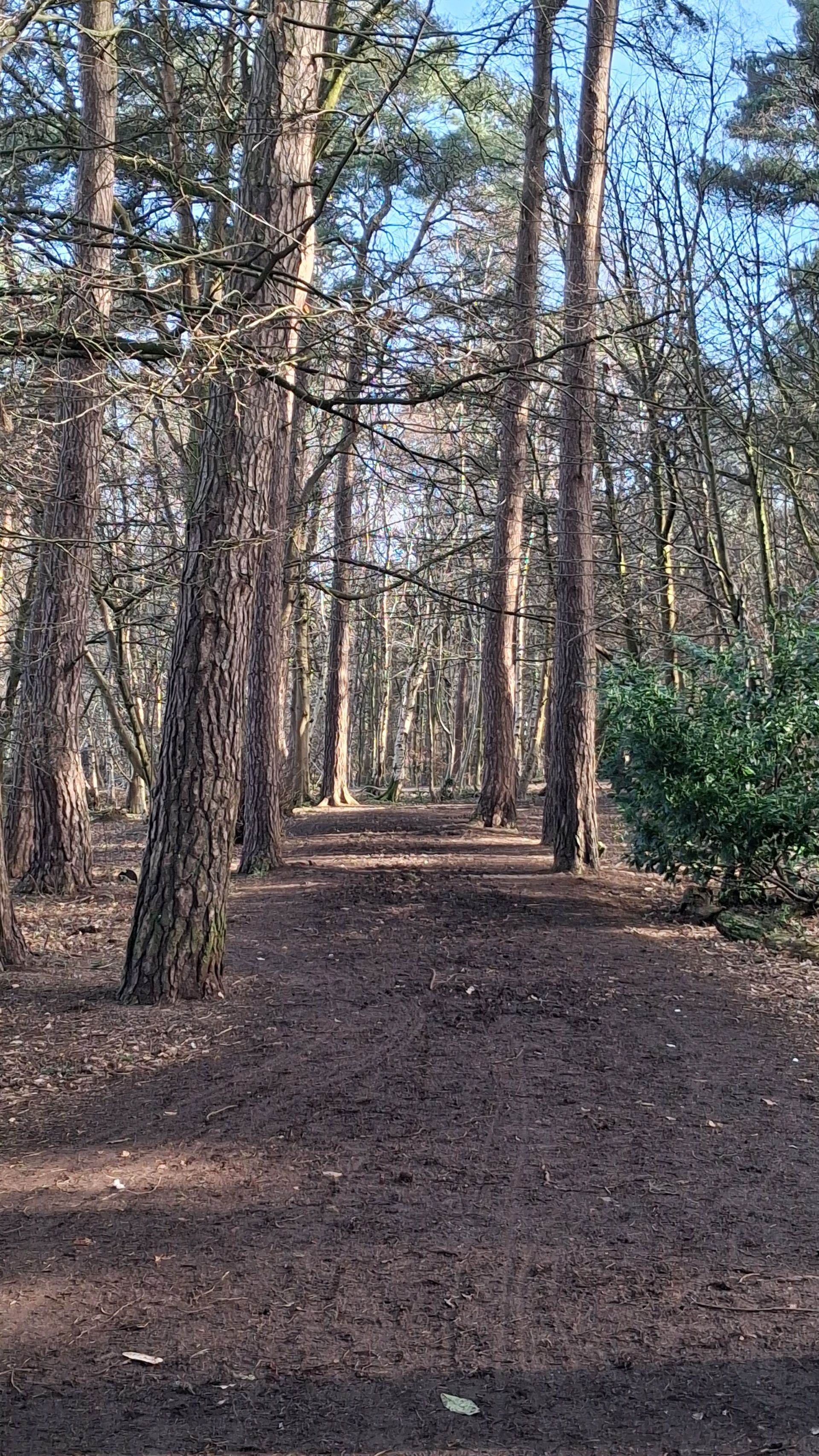 Newyearfield Woods